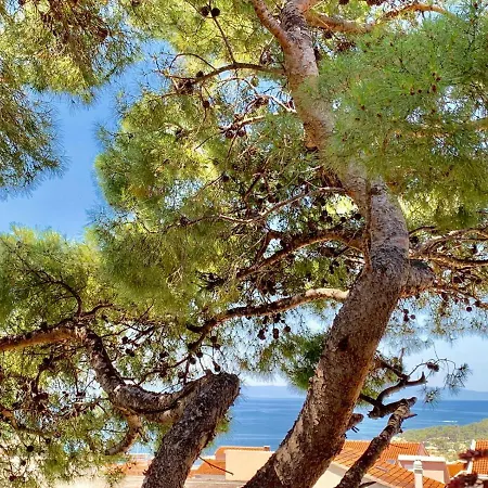 17 Pines